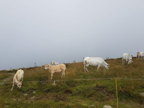 IMG-20240819-WA0001