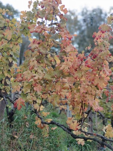 IMG20251019103535 (1)